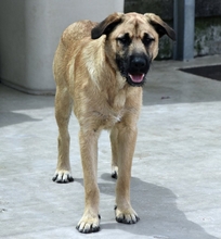 DUREX, Hund, Mischlingshund in Spanien - Bild 2