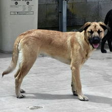 DUREX, Hund, Mischlingshund in Spanien - Bild 3