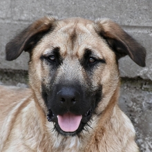 DUREX, Hund, Mischlingshund in Spanien - Bild 4