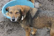 ANDA, Hund, Mischlingshund in Rumänien - Bild 1