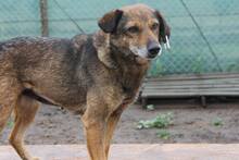 ANDA, Hund, Mischlingshund in Rumänien - Bild 2