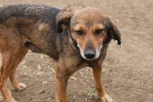 ANDA, Hund, Mischlingshund in Rumänien - Bild 3