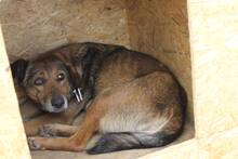 ANDA, Hund, Mischlingshund in Rumänien - Bild 4