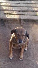 ANDA, Hund, Mischlingshund in Rumänien - Bild 6