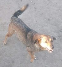 ANDA, Hund, Mischlingshund in Rumänien - Bild 7