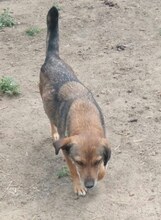ANDA, Hund, Mischlingshund in Rumänien - Bild 8