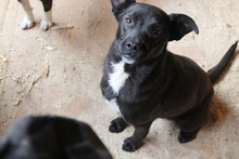 AMELIE, Hund, Mischlingshund in Russische Föderation - Bild 1