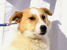 FRASIER, Hund, Mischlingshund in Slowakische Republik - Bild 1