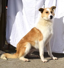FRASIER, Hund, Mischlingshund in Slowakische Republik - Bild 2