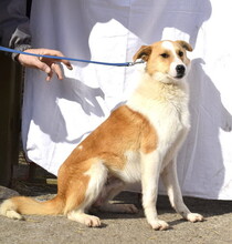 FRASIER, Hund, Mischlingshund in Slowakische Republik - Bild 3