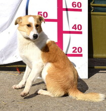 FRASIER, Hund, Mischlingshund in Slowakische Republik - Bild 4