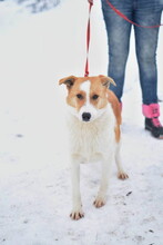 FRASIER, Hund, Mischlingshund in Slowakische Republik - Bild 5