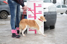 FRASIER, Hund, Mischlingshund in Slowakische Republik - Bild 6