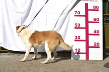 FRASIER, Hund, Mischlingshund in Slowakische Republik - Bild 7