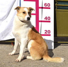 FRASIER, Hund, Mischlingshund in Slowakische Republik - Bild 8
