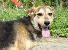 HUGO, Hund, Mischlingshund in Slowakische Republik - Bild 1
