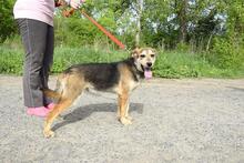 HUGO, Hund, Mischlingshund in Slowakische Republik - Bild 2
