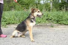 HUGO, Hund, Mischlingshund in Slowakische Republik - Bild 3