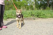 HUGO, Hund, Mischlingshund in Slowakische Republik - Bild 4