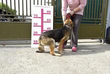 HUGO, Hund, Mischlingshund in Slowakische Republik - Bild 5