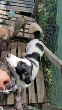 SUNNY, Hund, Mischlingshund in Rumänien - Bild 5