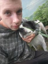 SUNNY, Hund, Mischlingshund in Rumänien - Bild 6