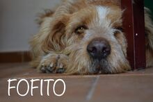 FOFITO, Hund, Mischlingshund in Spanien - Bild 1