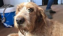 FOFITO, Hund, Mischlingshund in Spanien - Bild 3