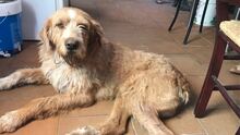 FOFITO, Hund, Mischlingshund in Spanien - Bild 5