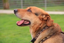 LUCY, Hund, Mischlingshund in Felsberg-Beuern - Bild 3
