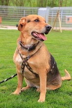 LUCY, Hund, Mischlingshund in Felsberg-Beuern - Bild 4