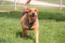 LUCY, Hund, Mischlingshund in Felsberg-Beuern - Bild 7