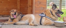 LUCY, Hund, Mischlingshund in Felsberg-Beuern - Bild 9