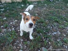 FRONY, Hund, Mischlingshund in Slowakische Republik - Bild 1