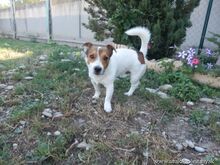 FRONY, Hund, Mischlingshund in Slowakische Republik - Bild 2