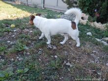 FRONY, Hund, Mischlingshund in Slowakische Republik - Bild 4
