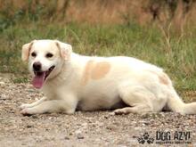 KELLY, Hund, Mischlingshund in Slowakische Republik - Bild 1
