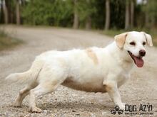 KELLY, Hund, Mischlingshund in Slowakische Republik - Bild 4