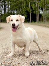 KELLY, Hund, Mischlingshund in Slowakische Republik - Bild 5