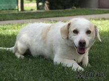 KELLY, Hund, Mischlingshund in Slowakische Republik - Bild 6