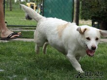 KELLY, Hund, Mischlingshund in Slowakische Republik - Bild 7