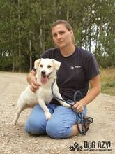 KELLY, Hund, Mischlingshund in Slowakische Republik - Bild 8