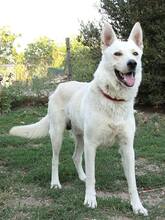 DANTE, Hund, Weißer Schweizer Schäferhund in Slowakische Republik - Bild 2