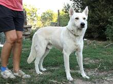 DANTE, Hund, Weißer Schweizer Schäferhund in Slowakische Republik - Bild 6
