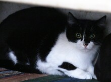 NIKO, Katze, Hauskatze in Bulgarien - Bild 3