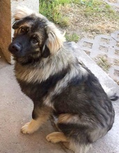 TOBI, Hund, Herdenschutzhund in Slowakische Republik - Bild 1