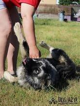 TOBI, Hund, Herdenschutzhund in Slowakische Republik - Bild 10