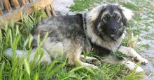 TOBI, Hund, Herdenschutzhund in Slowakische Republik - Bild 2