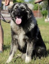 TOBI, Hund, Herdenschutzhund in Slowakische Republik - Bild 3