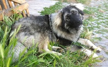 TOBI, Hund, Herdenschutzhund in Slowakische Republik - Bild 5